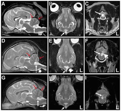 Head Tilting Elicited by Head Turning in Three Dogs with Hypoplastic Cerebellar Nodulus and Ventral Uvula